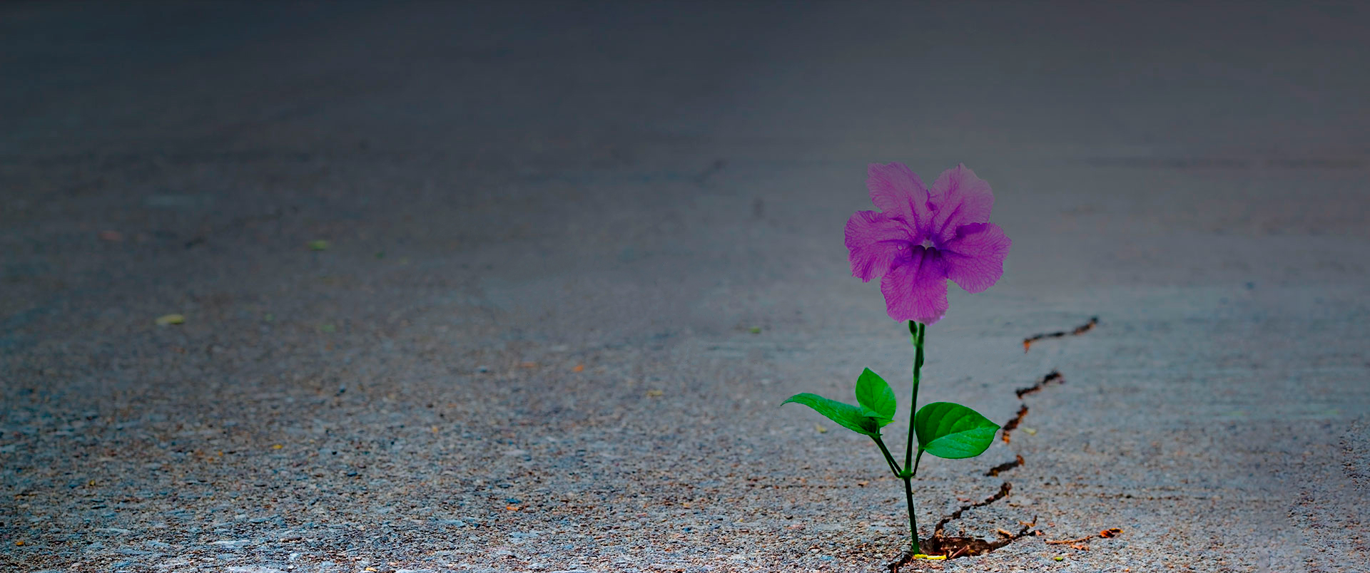 Flor creciendo en el pavimento